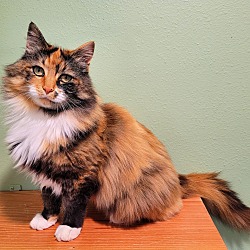 Photo of Callie