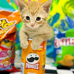 Photo of Pringles