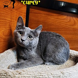 Thumbnail photo of Curly #1