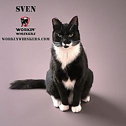 Thumbnail photo of SVEN #1