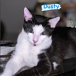 Thumbnail photo of Dusty #1