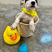 adopt a pet