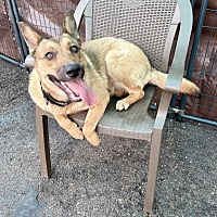 adopt a pet