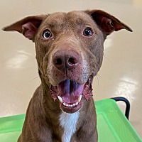 adopt a pet