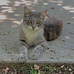 What Kind of Cymric Breeds of Cats are There: Ultimate Guide