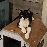 adopt a pet