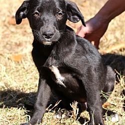 Thumbnail photo of Lobo~ Adopted! #2