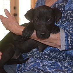 Thumbnail photo of Fannie ADOPTED! #3