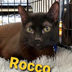 Photo of Rocco (Adopted!)
