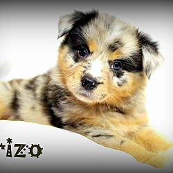 Thumbnail photo of Brizo~adopted! #3