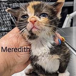 Thumbnail photo of Meredith #2