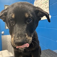 adopt a pet
