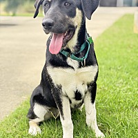 adopt a pet