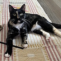 adopt a pet