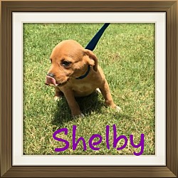 Thumbnail photo of Shelby (Pom Dc) #2