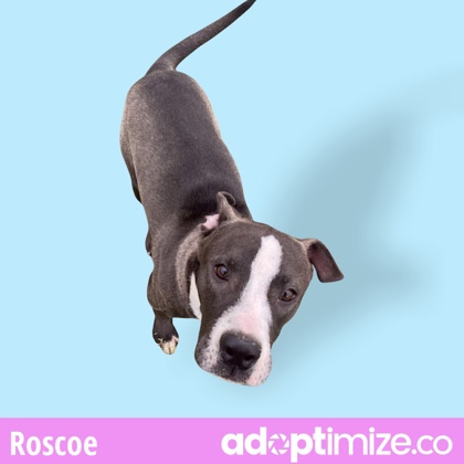 Thumbnail photo of Roscoe #3
