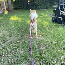 Photo of Foxy - ADOPTION PENDING