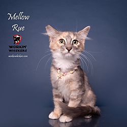 Photo of MELLOW RUE