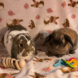 Thumbnail photo of Hank and Willow #3