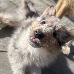 Thumbnail photo of Lassie #3