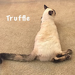 Thumbnail photo of Truffle #4