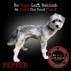Thumbnail photo of Pepper 7731 #2