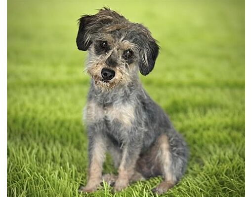 Fairfield, CA - Miniature Pinscher/Yorkie, Yorkshire Terrier. Meet TOT ...