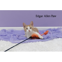 Thumbnail photo of Edgar Allen Paw #1