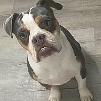 adopt a pet