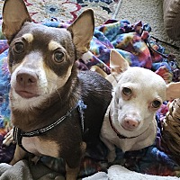 adopt a pet