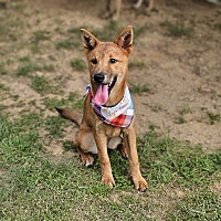 adopt-pet