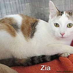 Thumbnail photo of Zia #2