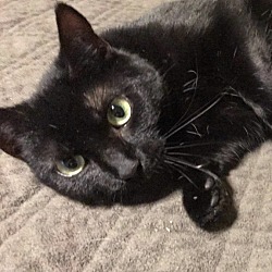 Photo of Black female cat