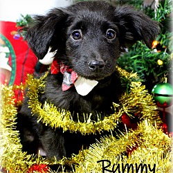 Thumbnail photo of Rummy~adopted! #1