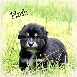 Thumbnail photo of Plush~adopted! #1