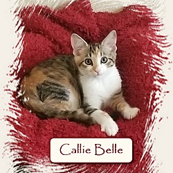 Photo of CallieBelle