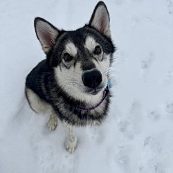 Photo of Loki