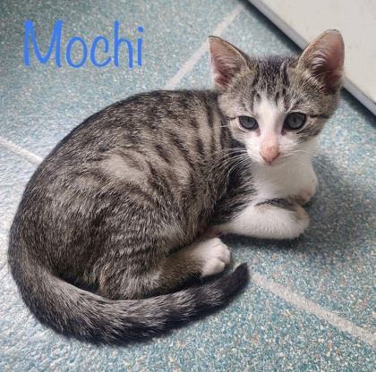 Photo of Mochi