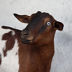 Photo of Nutmeg