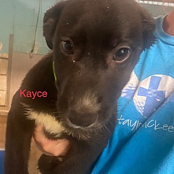 Thumbnail photo of Kayce #2