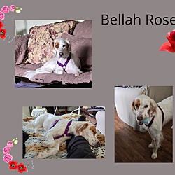 Photo of Bella Rose