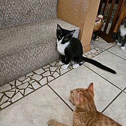 Thumbnail photo of Antonio (Bonded with Tux) #3