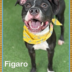 Thumbnail photo of FIGARO #2