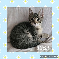 Thumbnail photo of Rigel #2