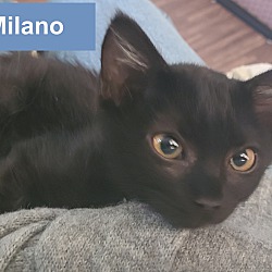 Thumbnail photo of Milano #1