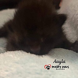 Thumbnail photo of Padme's Star Wars Litter: Aayla (Courtesy Post) #3