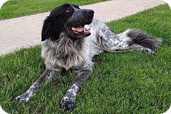 blue heeler great pyrenees