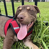 adopt a pet