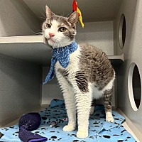 adopt a pet