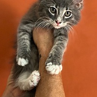 adopt a pet